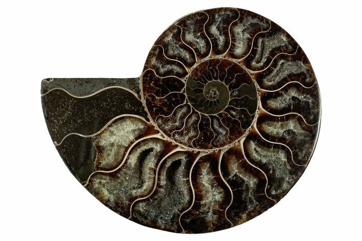 Cut & Polished Ammonite Fossil (Half) - Deep Crystal Pockets #344423